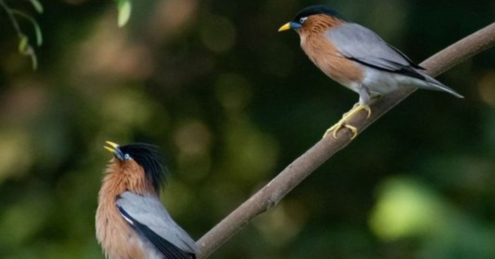 A Pair of Starlings by Syed Asir Ha-Mim Brinto - Artistic Photography, Nature Photography, Bird Photography, Wildlife Photography, Photojournalism
