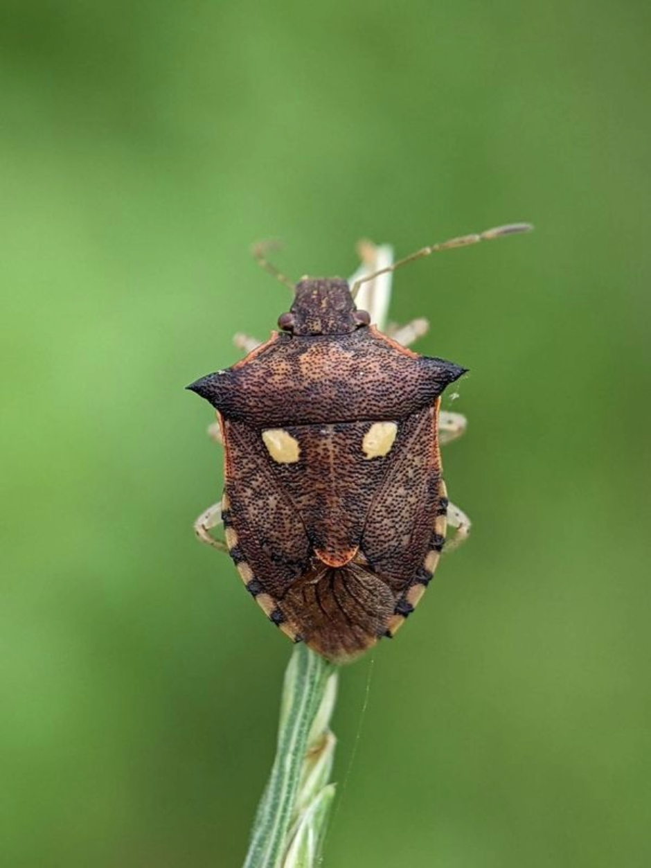 Macro Photography, Nature Photography, Wildlife Photography, Photography Awards, Online Photography Courses - Brown Bug by Sai Krishna Brown Bug by Sai Krishna - Macro Photography, Nature Photography, Wildlife Photography, Photography Awards, Online Photography Courses