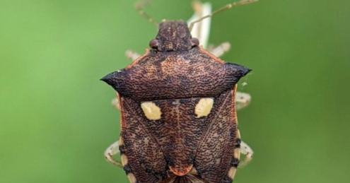 Brown Bug by Sai Krishna - Macro Photography, Nature Photography, Wildlife Photography, Photography Awards, Online Photography Courses