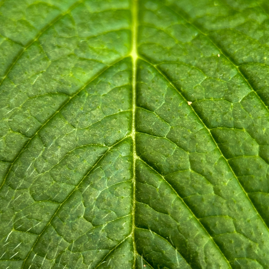 Photo-synthesis by Callum Honeybun - Nature Photography, Photojournalism, Art Photography, Photography Education, Online Photography Courses