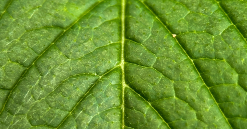 Photo-synthesis by Callum Honeybun - Nature Photography, Photojournalism, Art Photography, Photography Education, Online Photography Courses