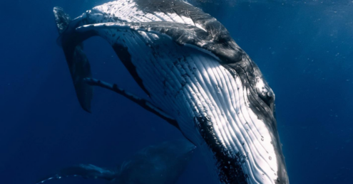 Close Call by Arnaud Fabregues - Photojournalism, Marine Photography, Underwater Photography, Photography Awards, Arnaud Fabregues