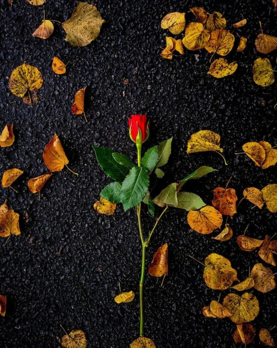 The Fallen Rose by Suraj Krishnamurthy Cheemangala - Art Photography, Artistic Photography, Photography Awards, Photojournalism,  Nature Photography