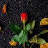 The Fallen Rose by Suraj Krishnamurthy Cheemangala - Art Photography, Artistic Photography, Photography Awards, Photojournalism,  Nature Photography