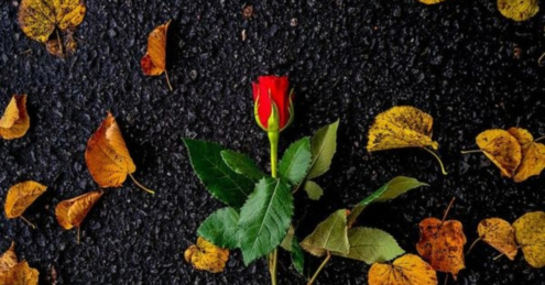 The Fallen Rose by Suraj Krishnamurthy Cheemangala - Art Photography, Artistic Photography, Photography Awards, Photojournalism,  Nature Photography