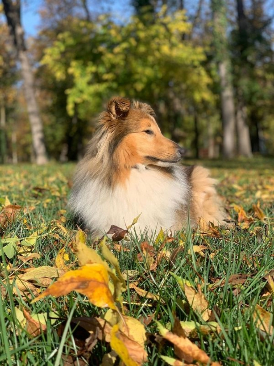 A Shetland Sheepdog by Klara Marciniak - Art Photography, Shetland Sheepdog Photography, Photography Awards, Online Photography Courses, Photojournalism