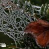 Nature Photography, Macro Photography, Frozen Spiderweb, Photography Awards, Photo of the Day – Frozen Spider Web by Silvia Bukovac Gasevic Frozen Spider Web by Silvia Bukovac Gasevic - Nature Photography, Macro Photography, Frozen Spiderweb, Photography Awards, Photo of the Day