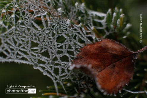 Frozen Spider Web by Silvia Bukovac Gasevic - Nature Photography, Macro Photography, Frozen Spiderweb, Photography Awards, Photo of the Day