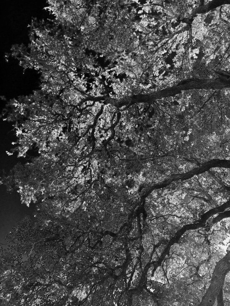 A Sky Of Limbs by Jack Hoye - Nature Photography, Photo of the Day, Photography Awards, Light & Composition University, Jack Hoye