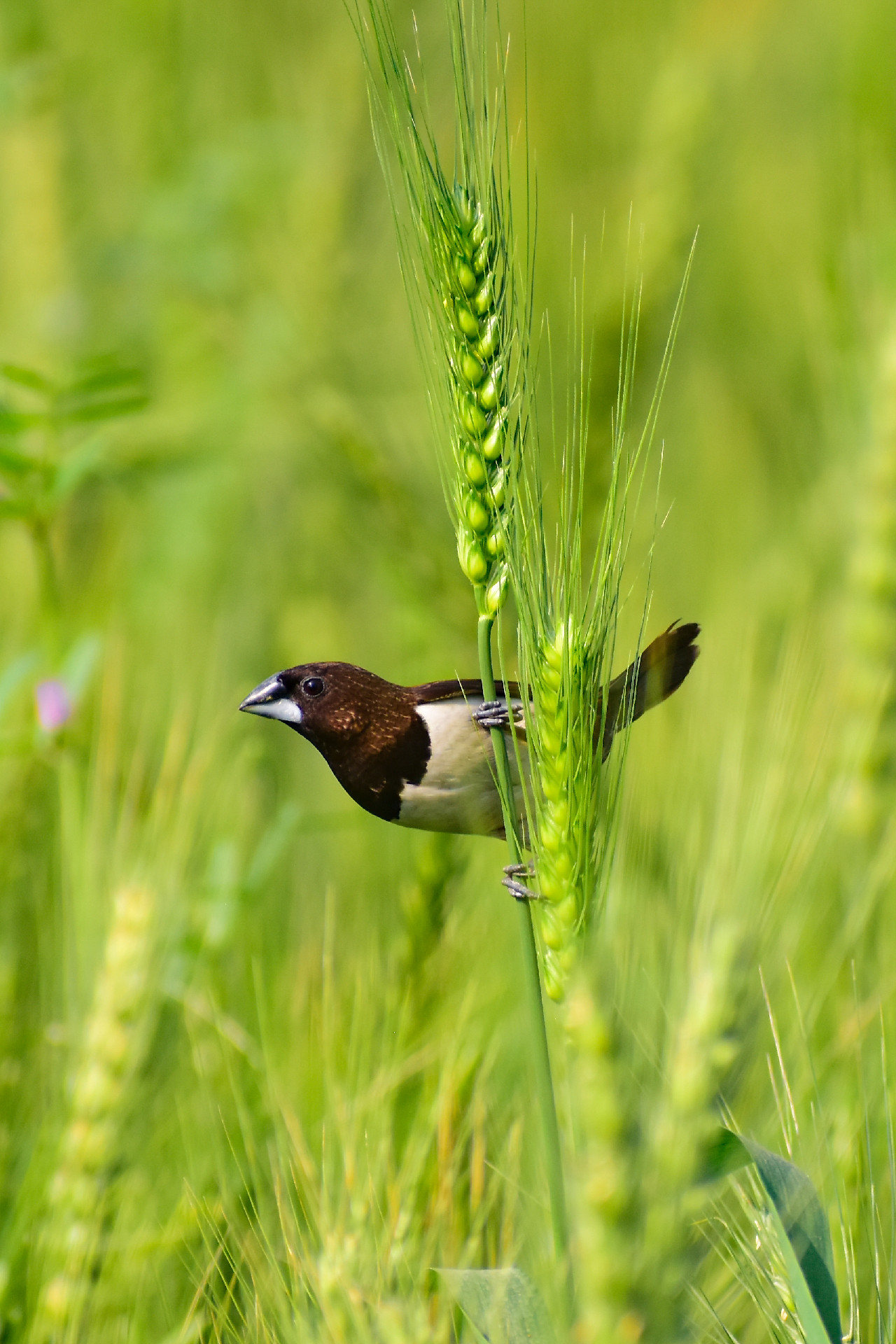 Tiny Bird by Nu Yai Sing Marma