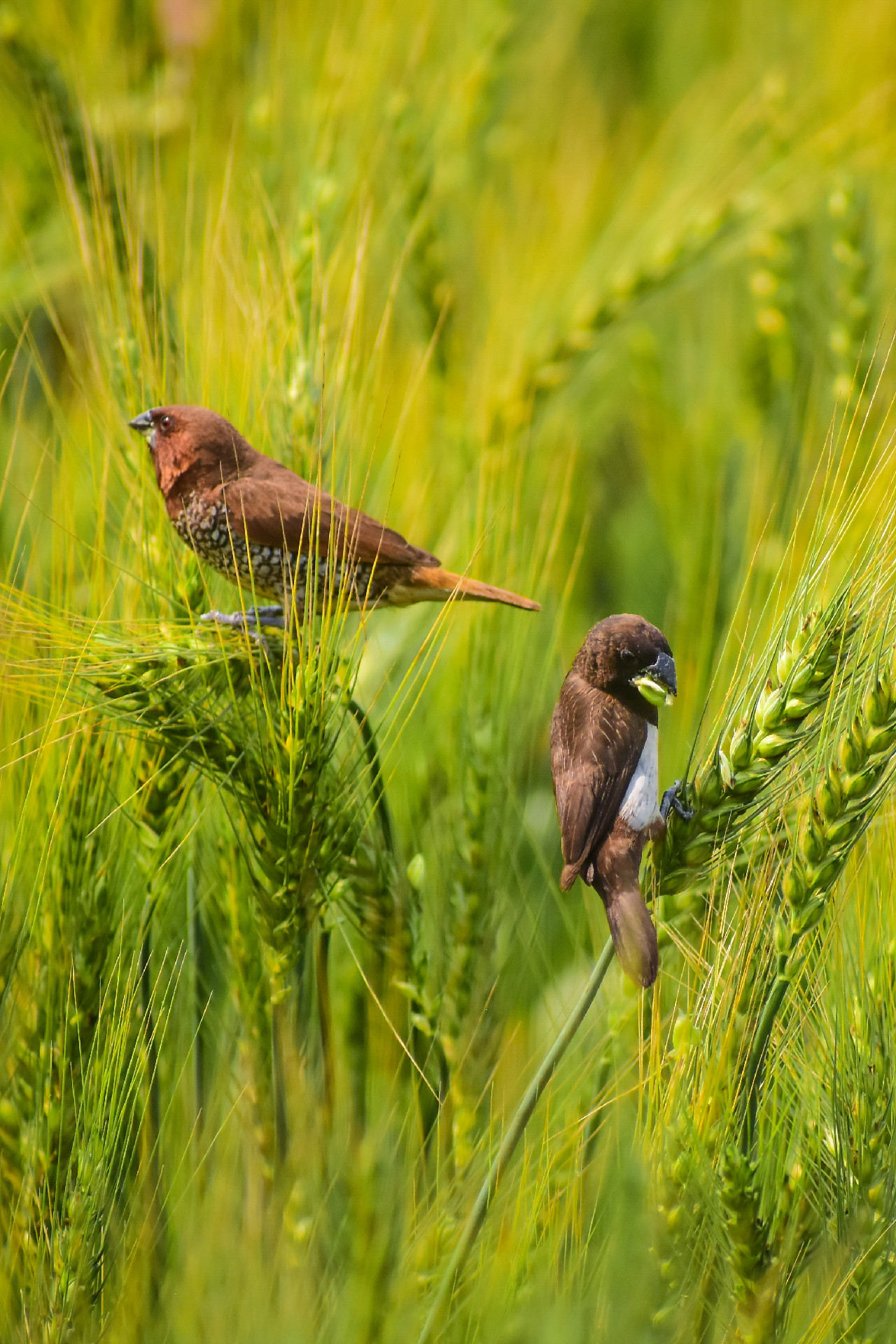 Munias in a Wheat Field by Nu Yai Sing Marma