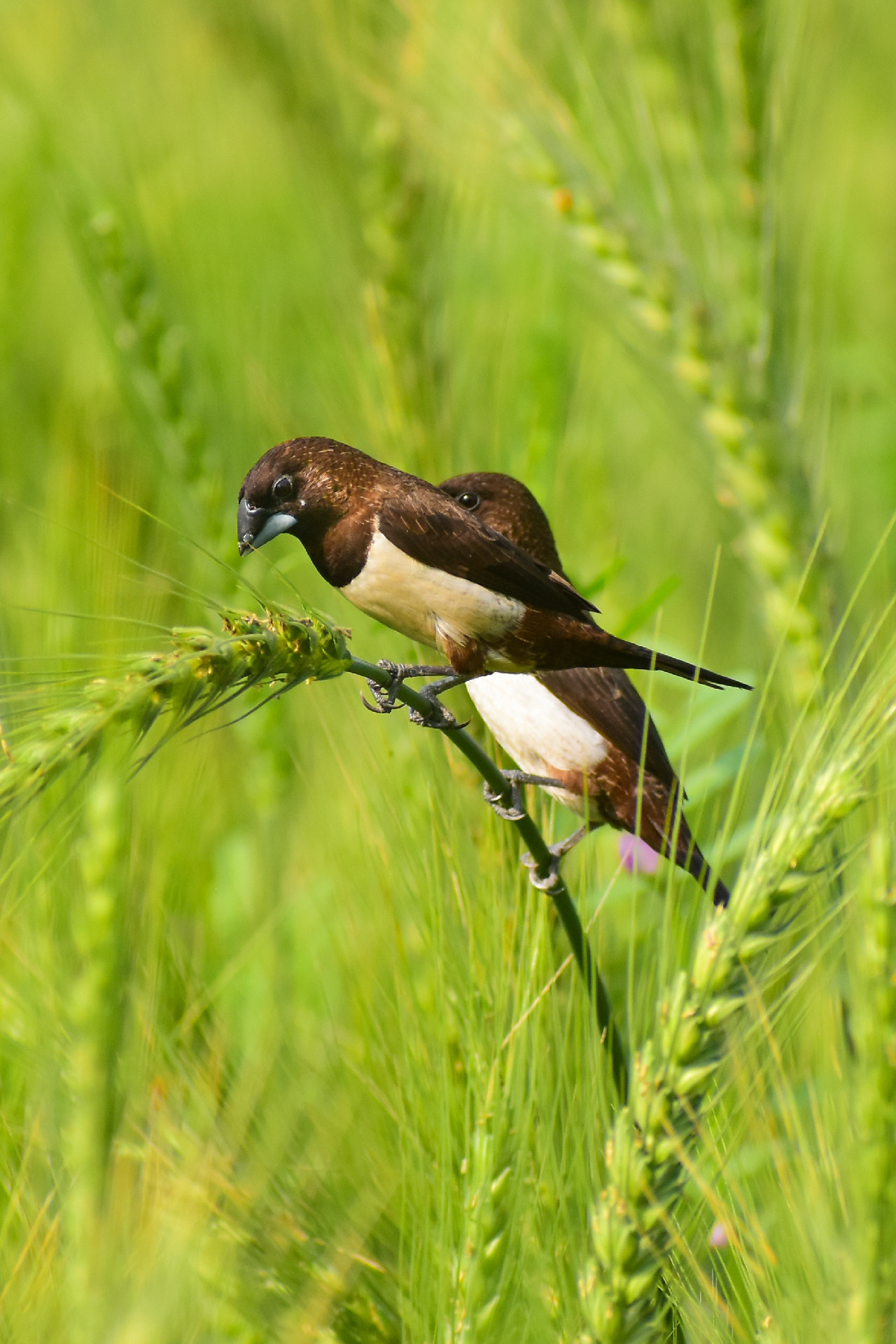 Life in the Green Field by Nu Yai Sing Marma