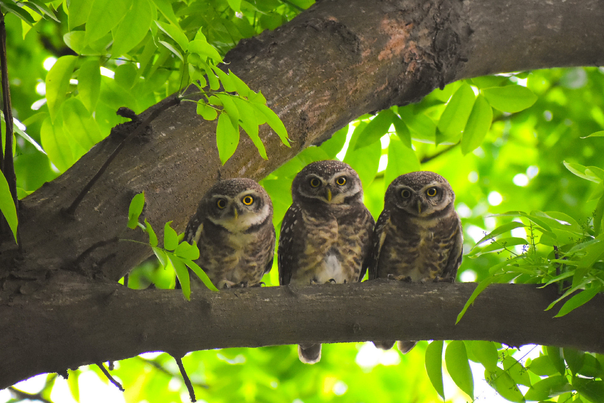 A Beautiful Family of Owlets by Nu Yai Sing Marma