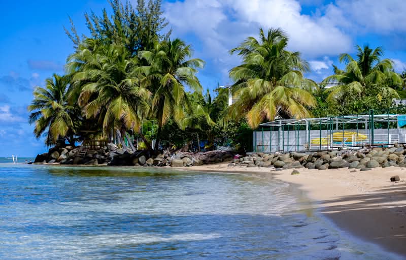 Tropical Touch by José J. Rivera-Negrón