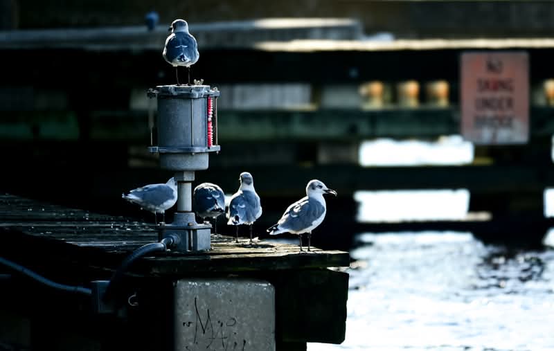 Guard Bird on Duty by José J. Rivera-Negrón