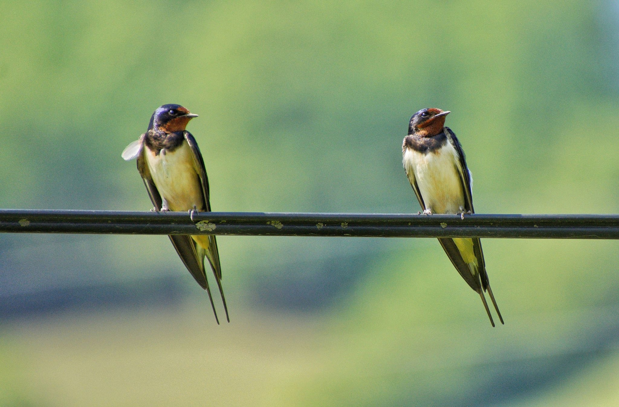 Lovers by Sarvenaz Saadat - Art Photography, Photojournalism, Photography Awards, Photo of the Day, Online Photography Courses