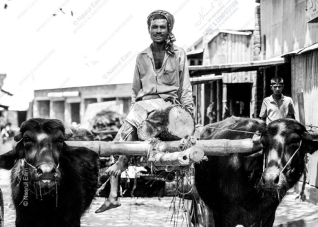 The Timber Hauler and His Buffaloes