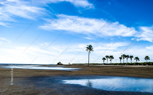 Coastal Reverie: Palm Sentinels