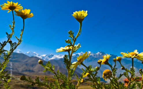 Reaching Towards the Brilliant Blue Sky - Fine Art Photography Prints, Limited Edition Photography, Giclée Prints, Luxury Photography Art, Art Photography for Sale