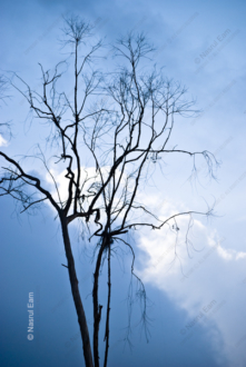Skyward Reach - Fine Art Photography Print, Limited Edition Photography, Luxury Photography Art, Museum-Quality Photography,  Contemporary Art Photography