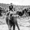 The Mahout's Approach - Fine Art Photography Print, Limited Edition Photography,  Museum-Quality Photography,  Elephant Photography, Documentary Photography