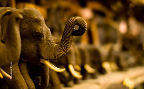 Suspended Animation - Fine Art Photography Print, Limited Edition Photography, Luxury Photography Art, Museum-Quality Photography,  Fine Art Photography