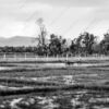 A Farmer Tilling the Paddy Fields