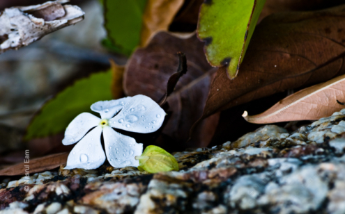 Among the Decaying Leaves - Fine Art Photography Print, Limited Edition Photography, Giclée Print, Museum-Quality Artwork, Art Photography Collectors