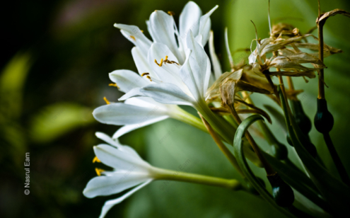 The Delicate White Blossoms - Fine Art Photography Print, Limited Edition Photography, Museum-Quality Artwork, Nature Photography, Fine Art Prints