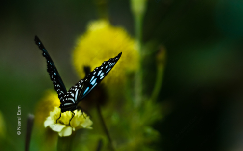 Sapphire Wings on Golden Bloom - Fine Art Photography Print, Limited Edition Photography, Giclée Print, Luxury Art Photography, Fine Art Photography