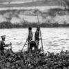 The Hyacinth Harvesters - Fine Art Photography Print, Limited Edition Photography, Monochrome Photography,  Art Photography for Sale,  Luxury Photography Art