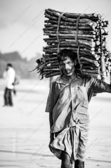 An Immense Load of Wooden Poles