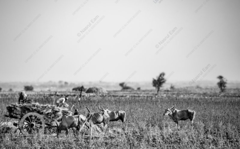 The Harvest Cart and Grazing Cattle - Fine Art Photography Print, Limited Edition Photography, Museum-Quality Photography, Luxury Photography Art,  Contemporary Art Photography