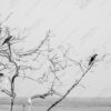 Crows on Bare Branches - Fine Art Photography Print, Limited Edition Photography, Crows Photography, Monochrome Photography,  Art Photography for Sale
