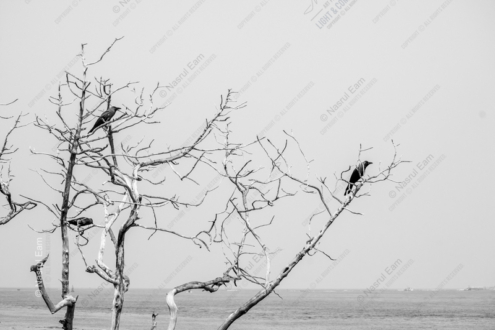 Crows on Bare Branches - Fine Art Photography Print, Limited Edition Photography, Crows Photography, Monochrome Photography,  Art Photography for Sale