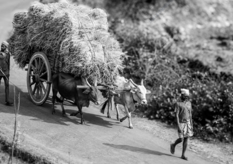 Ascending Path: Harvest and Toil - Fine Art Photography Print, Limited Edition Photography, Giclée Print,  Art Photography for Collectors,  Museum-Quality Photography