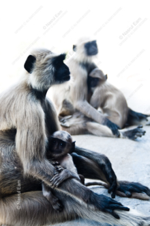 Quiet Embrace - Fine Art Photography Prints, Limited Edition Photography, Luxury Photography Art, Wildlife Photography,  Giclée Prints