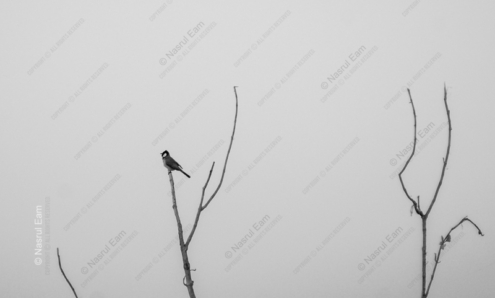 Silent Perch - Fine Art Photography Print, Limited Edition Photography, Monochromatic Photography, Nature Photography, Art Photography Prints