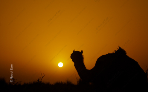 Desert Silhouette - Fine Art Photography Print, Limited Edition Photography, Giclée Print, Desert Photography, Fine Art Photography