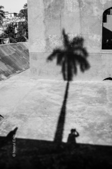 Palm Shadow - Fine Art Photography Print, Limited Edition Photography,  Luxury Photography Art,  Contemporary Art Photography,  Art Photography Collectors