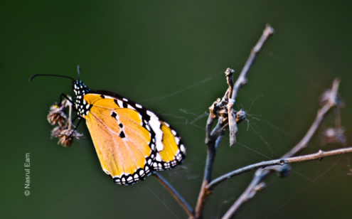 Plain Tiger on Dried Stem - Fine Art Photography Print, Limited Edition Print, Butterfly Photography, Giclée Print, Nature Photography