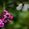 White Butterfly Near Pink Dianthus - Fine Art Photography Print, Limited Edition Photography, Giclée Print, Nature Photography, Butterfly Photography