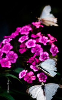 White Wings on Magenta Bloom - Fine Art Photography Print, Limited Edition Photography, Luxury Photography Art, Museum-Quality Photography, Art Photography Collectors