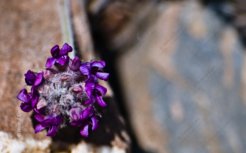 Purple Bloom on Stone - Fine Art Photography Print, Limited Edition Photography, Giclée Print, Luxury Photography Art, Art Photography for Sale
