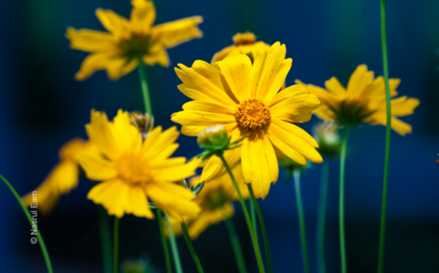 Golden Chorus - Fine Art Photography Prints, Limited Edition Photography, Luxury Photography Art, Giclée Photography, Art Photography Investment