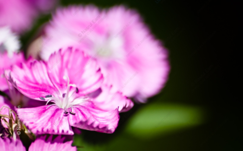 Sweet William's Whisper - Fine Art Photography Print, Limited Edition Print, Giclée Print,  Art Photography, Flower Photography