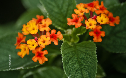 Incandescent Blossoms - Fine Art Photography Prints, Limited Edition Photography, Luxury Photography Art, Giclée Photography, Art Photography Prints