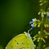 Lemon Emigrant on Lavender Bloom - Fine Art Photography Print, Limited Edition Photography, Butterfly Photography, Nature Photography, Museum-Quality Print