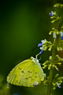 Lemon Emigrant on Lavender Bloom - Fine Art Photography Print, Limited Edition Photography, Butterfly Photography, Nature Photography, Museum-Quality Print