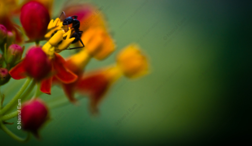 Ant at Work on Tropical Blossom - Fine Art Photography Print, Limited Edition Photography, Macro Photography, Nature Photography, Art Photography Print